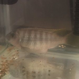 Meet your Posher, Fran